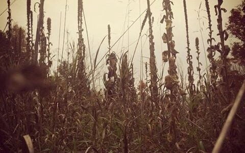 Grandfather Mullein, The Tall One with Bright Yellow Eyes