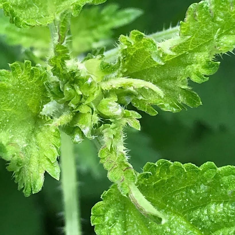 Nettle: The Rich Prince