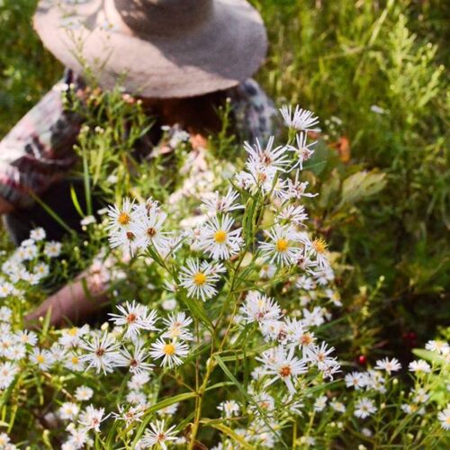 Early Summer: THE GIFT OF THE FLOWERING WAND: July 14-18, 2027