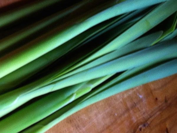The Sacred Gardener Cattail Raita