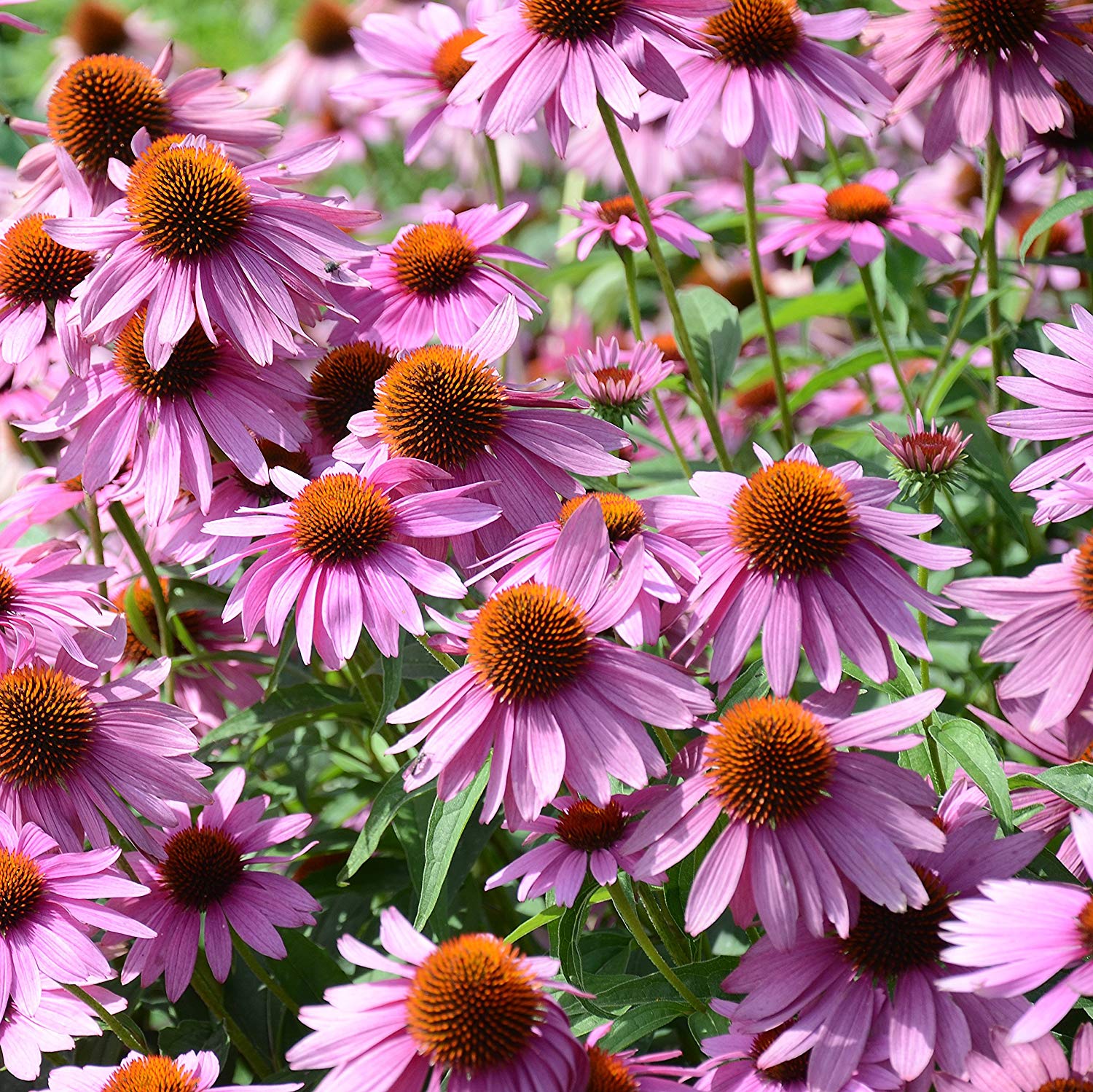 Echinacea, Snake Root and Snake Oil
