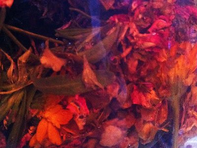 Herbal Toner