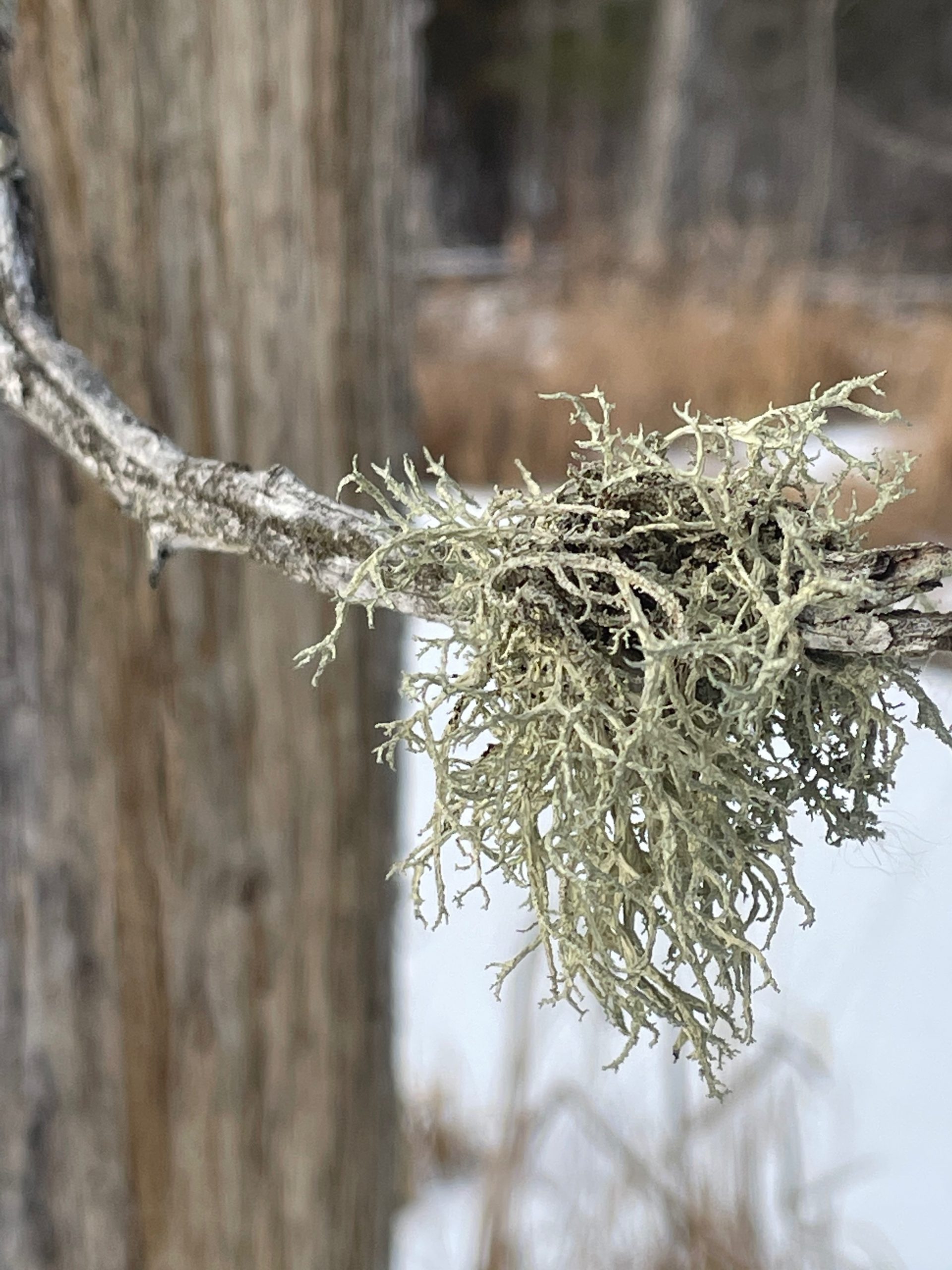 Usnea