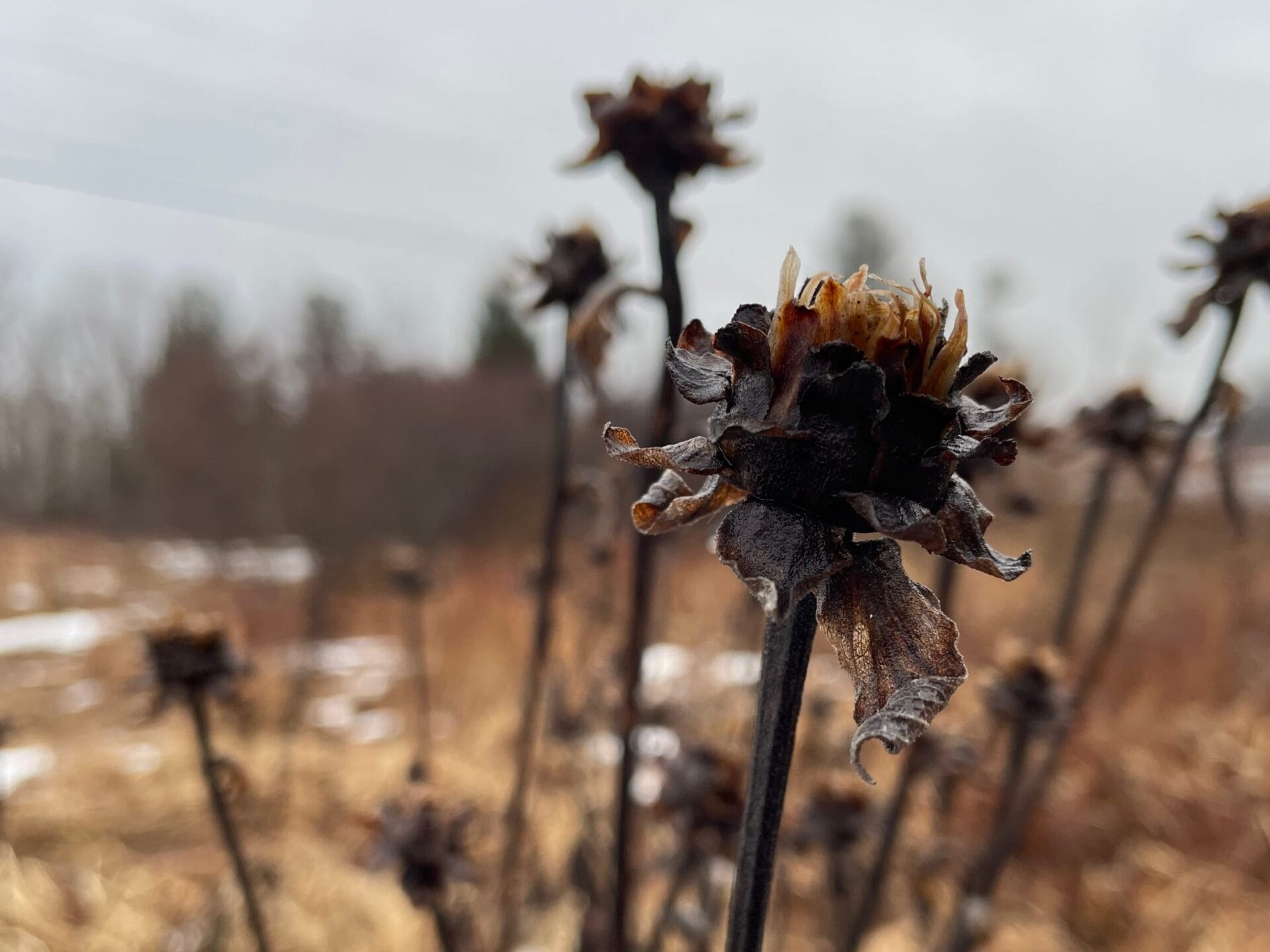 Seeding a Beautiful Future: Online Course