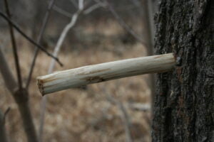 our maple taps, made with hollowed out sumac
