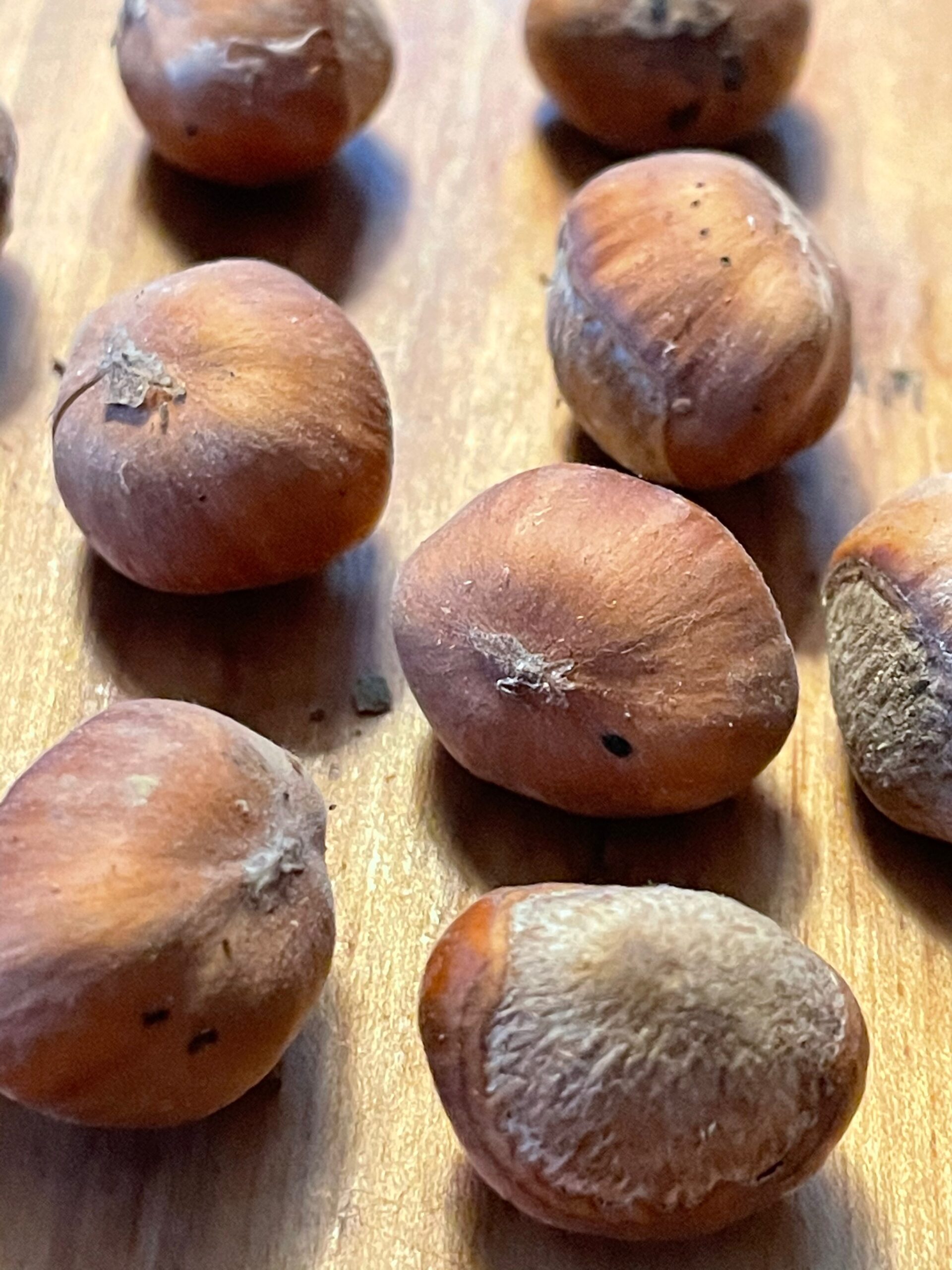 The Venerable Hazelnut, Generous & Versatile