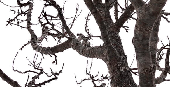 Teacher Trees – Part 1