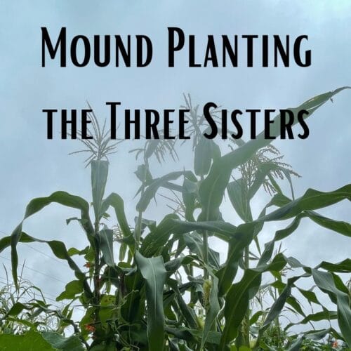 Mound Planting the Three Sisters: Online Course