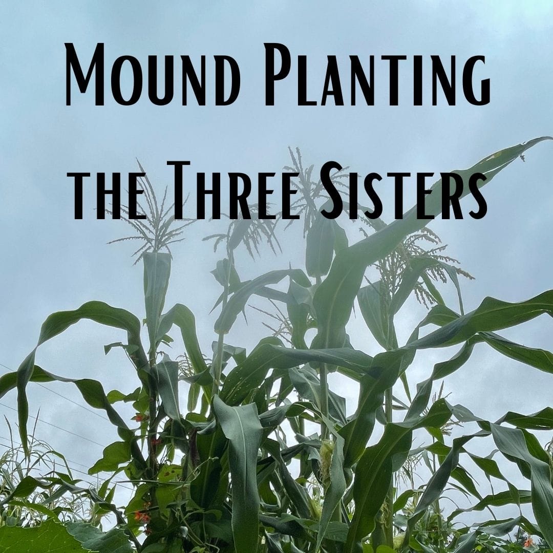 Mound Planting the Three Sisters: Online Course