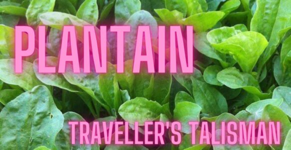 PLANTAIN: TRAVELLER’S TALISMAN