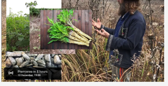 Harvesting Elecampane, Part 1