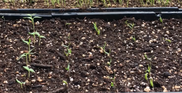 Starting Seeds in Flats