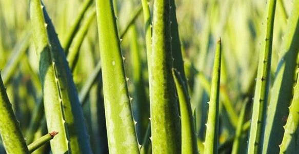 The Grace of Aloe Vera