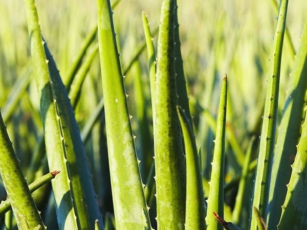 The Grace of Aloe Vera
