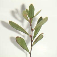 Sweetgale Herb