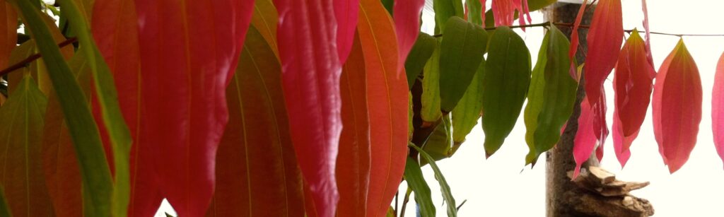 cinnamon leaves turn from green to red
