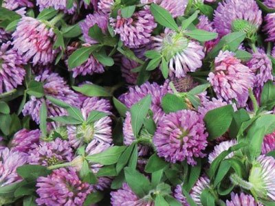The Sacred Gardener Clover