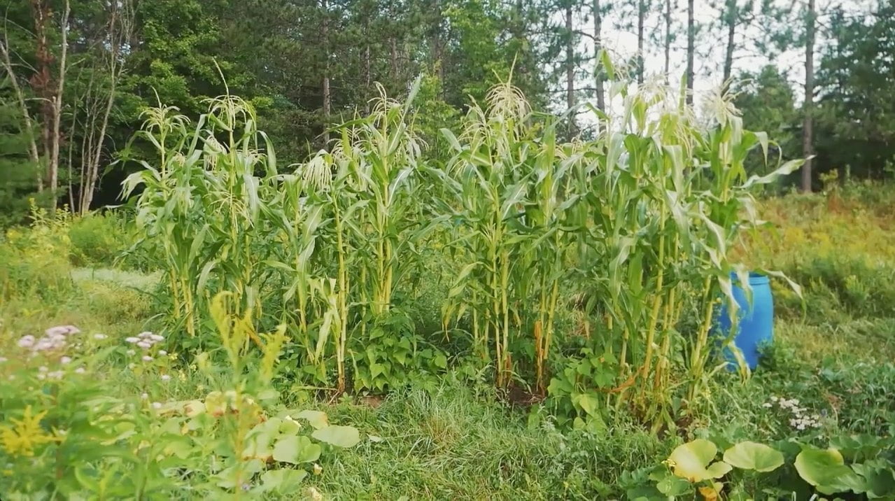 The Sacred Gardener
