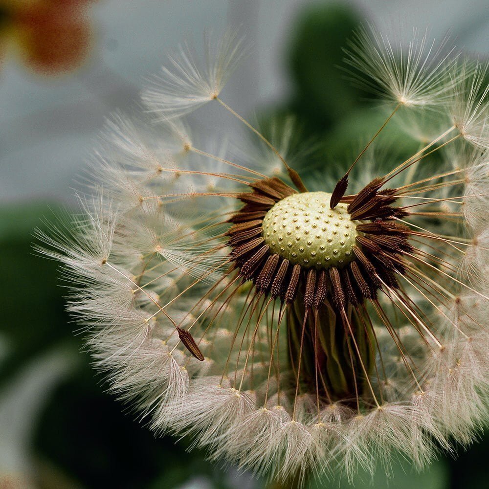 Seeding a Beautiful Future: Online Course - Image 2