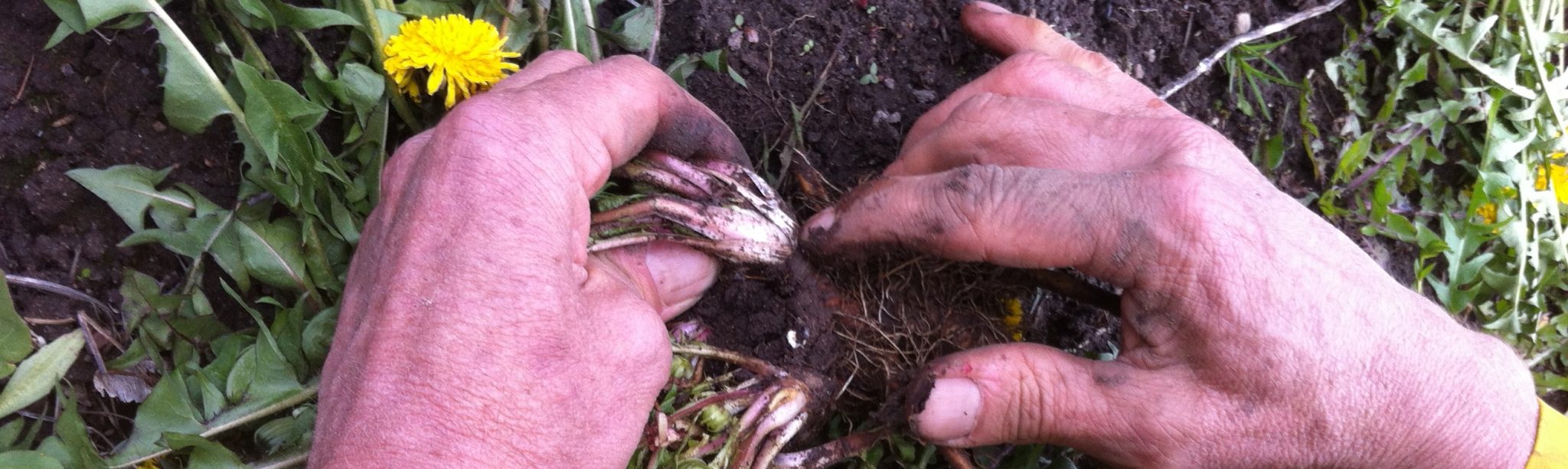 Killaloe Herbal Project