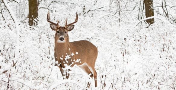 The Deer Story