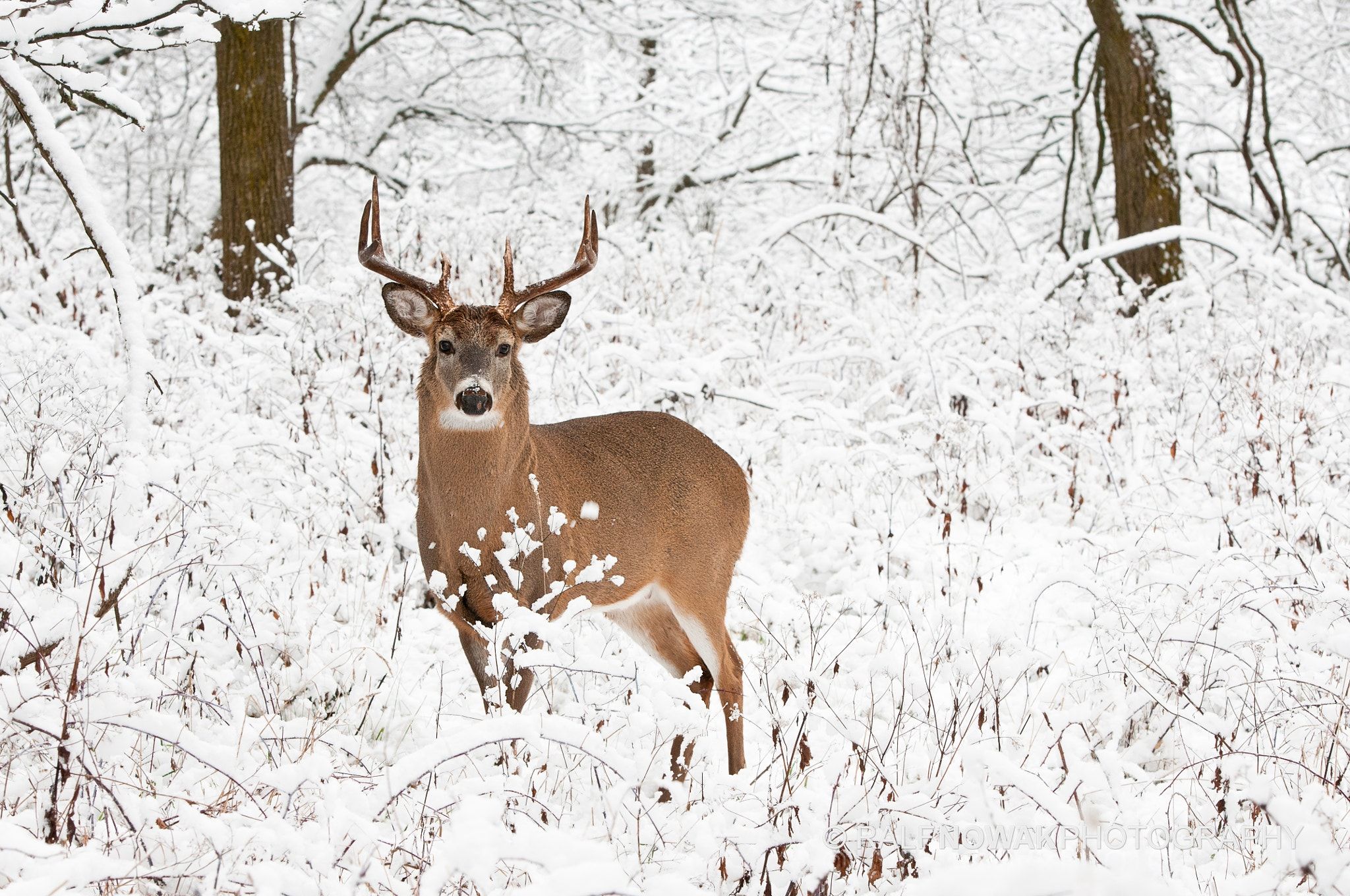 The Deer Story