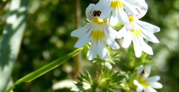 Eyebright