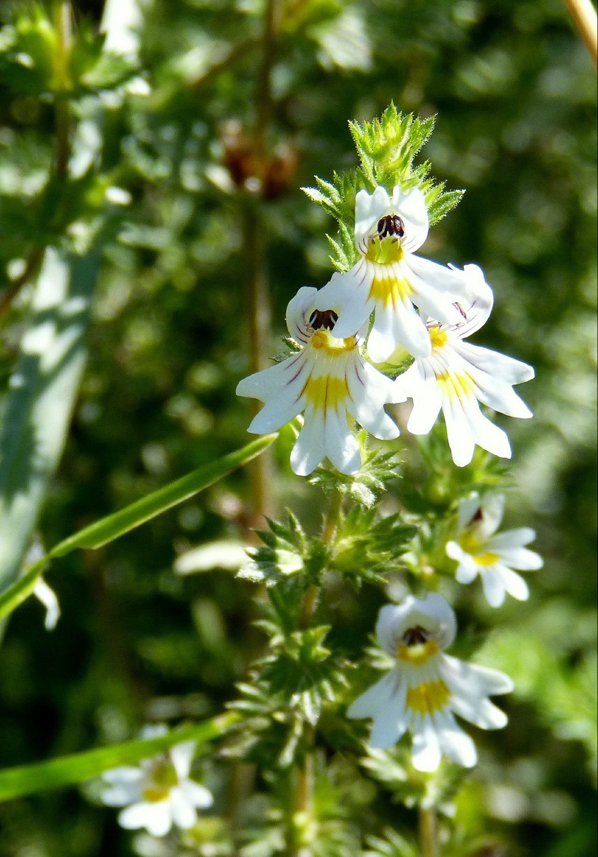 Eyebright