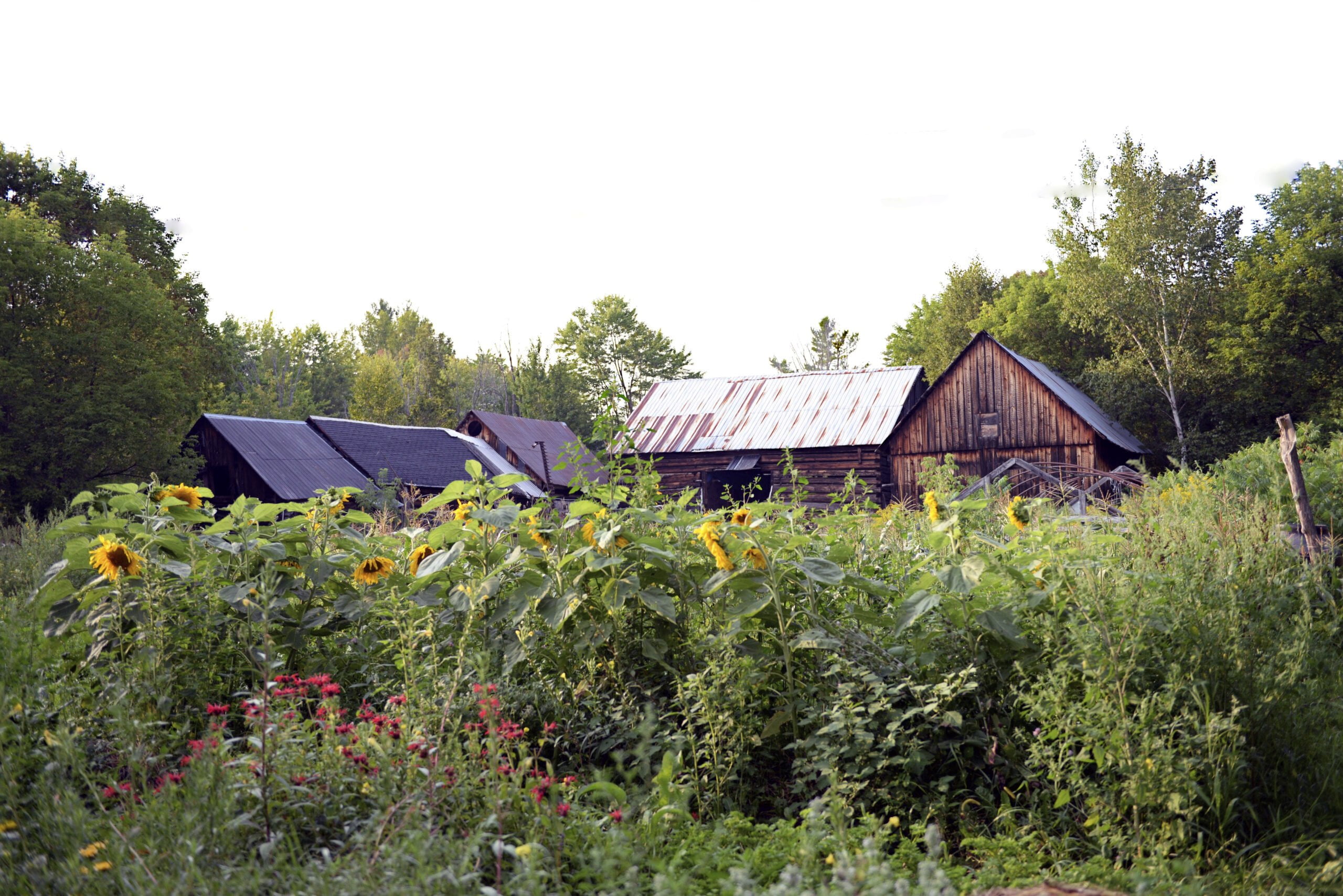 Post- Pandemic Homesteading