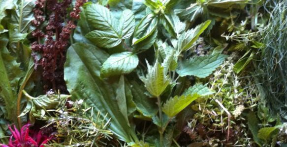 Herbal Vinegar