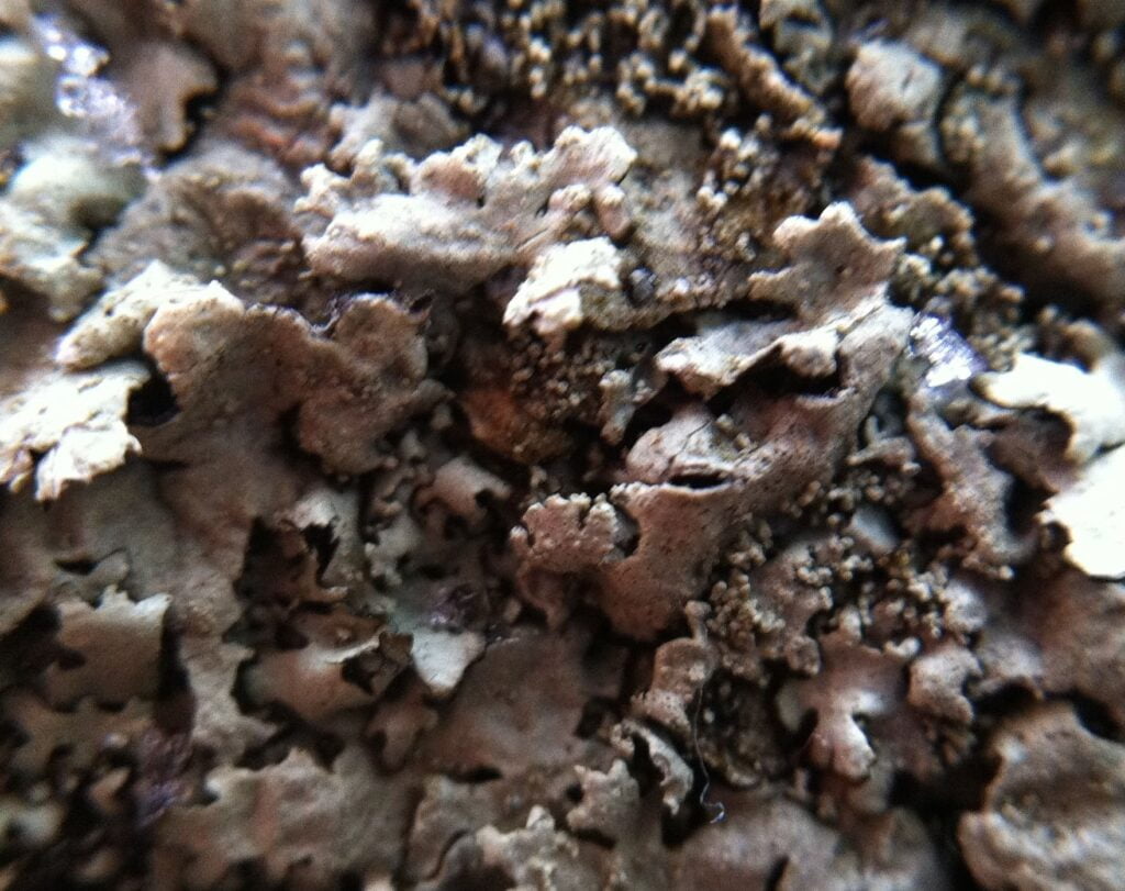 lichen