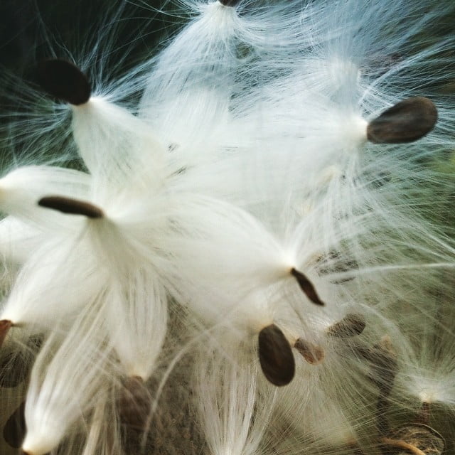 Seeding a Beautiful Future: Online Course - Image 3