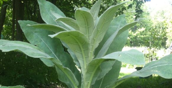 Plants and their deeper truth