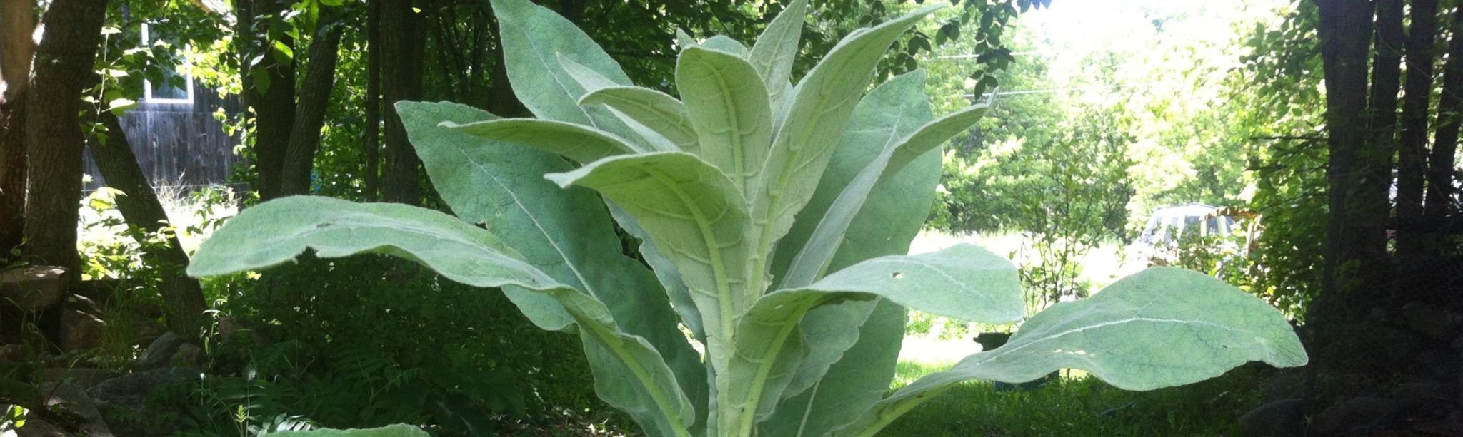 Plants and their deeper truth