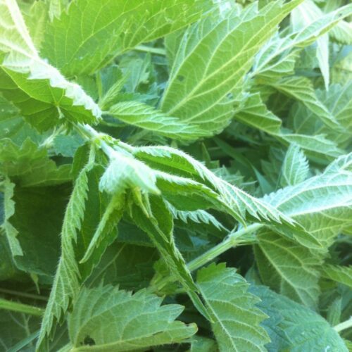Nettle Herb