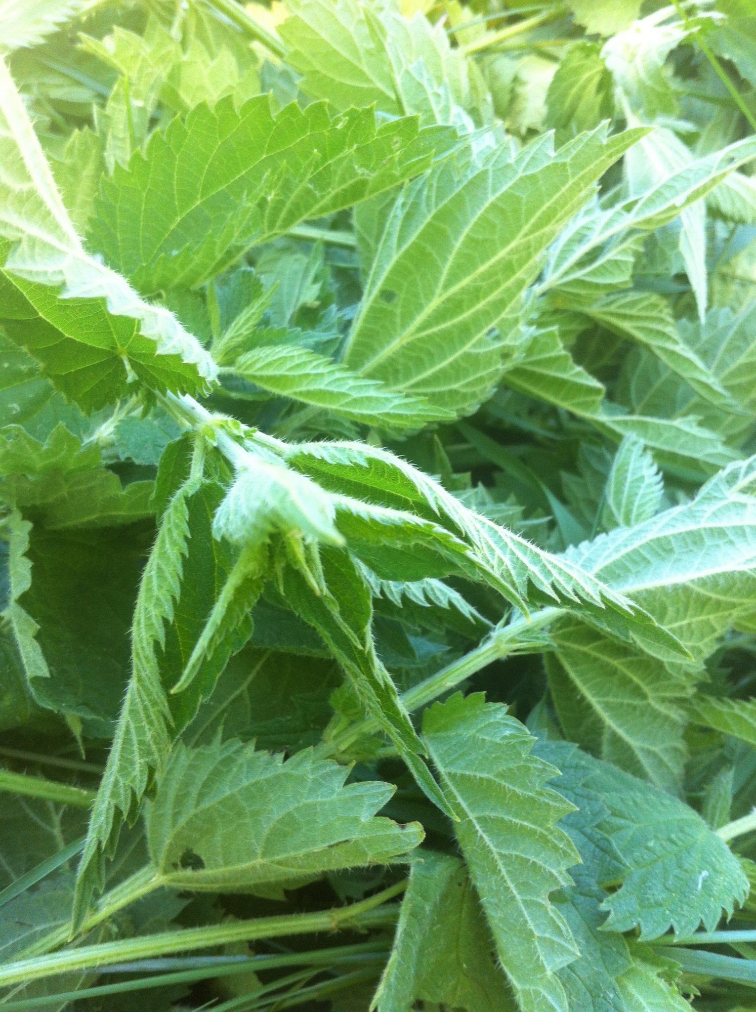 Nettle Herb