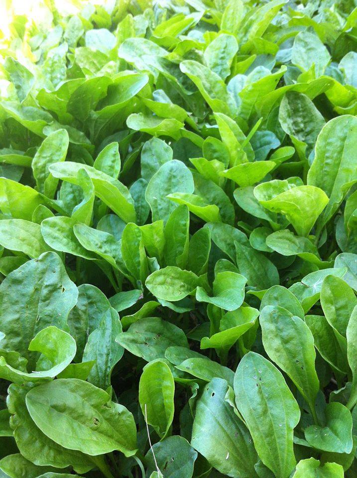 Plantain: Traveller’s Talisman