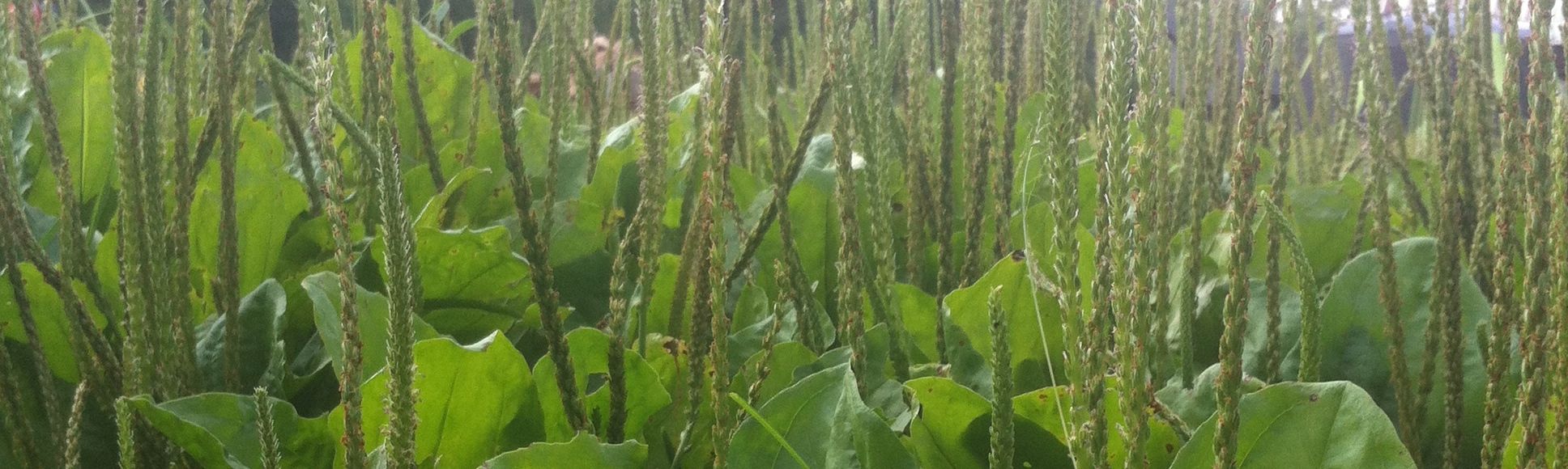 Wild Seed Flour