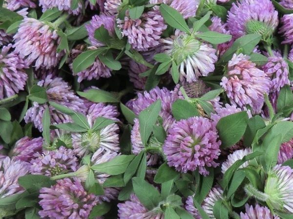 Comfort Blend