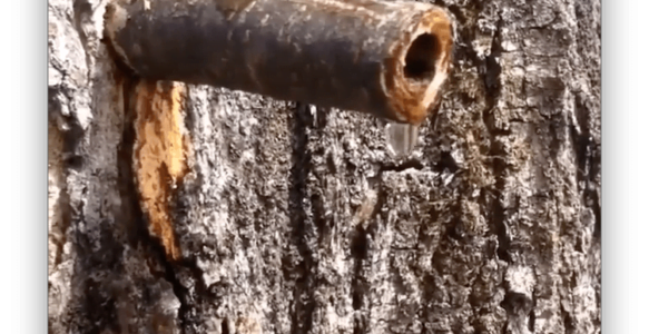 Maple Sugaring