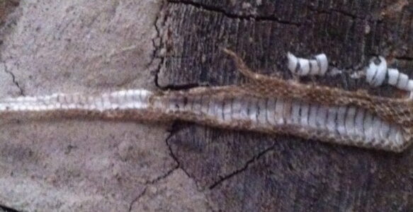 Shedding Skin