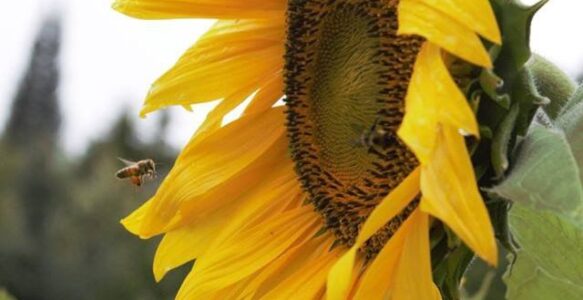 Chickadee Teachings and Sunflower Medicine