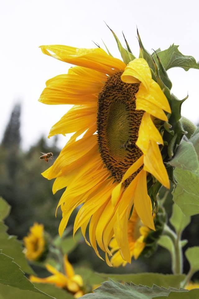 Chickadee Teachings and Sunflower Medicine