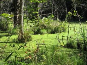 swamp copy