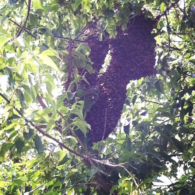 swarm