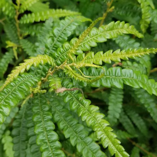 Sweetfern Herb