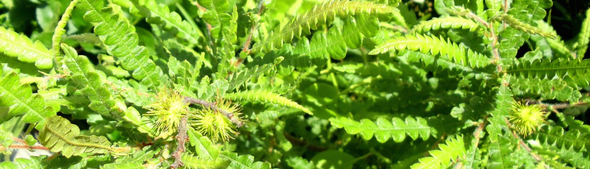 Sweetfern: winter’s warm companion