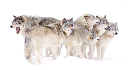 Sophie and the Wolves