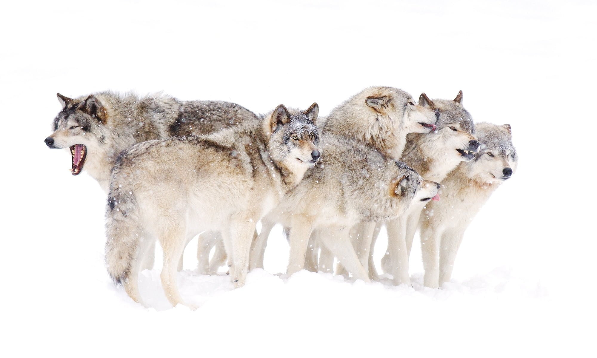 Sophie and the Wolves