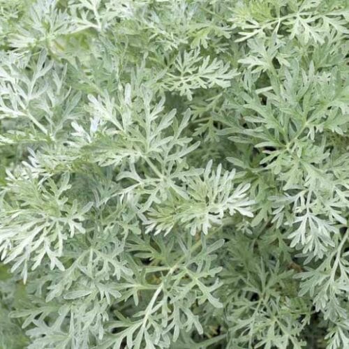 Artemisia absinthium (Wormwood)
